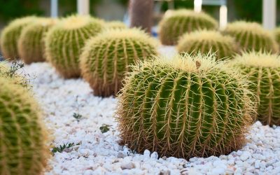 Growing Cactus Balls