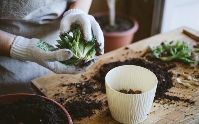 A Guide to Propagating Succulents