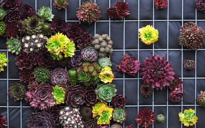 An Introduction to Succulents