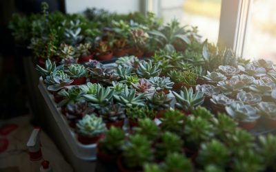 Common Problems with Succulents